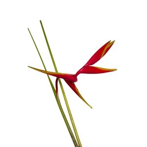 Heliconia Rauliana