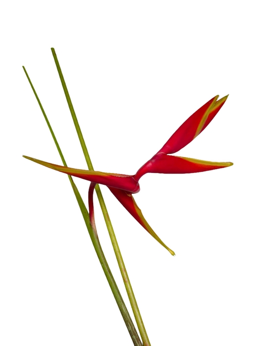 <h4>Heliconia Rauliana</h4>