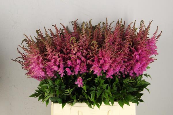 Astilbe Ar Gloria