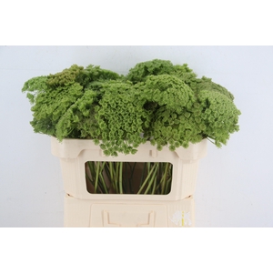 AMMI VIS GREEN MIST