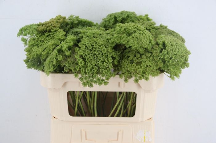 <h4>AMMI VIS GREEN MIST</h4>