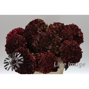 Hydrangea mag ruby red classic