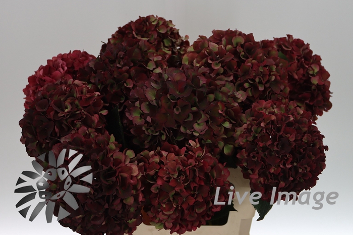 <h4>Hydrangea mag ruby red classic</h4>