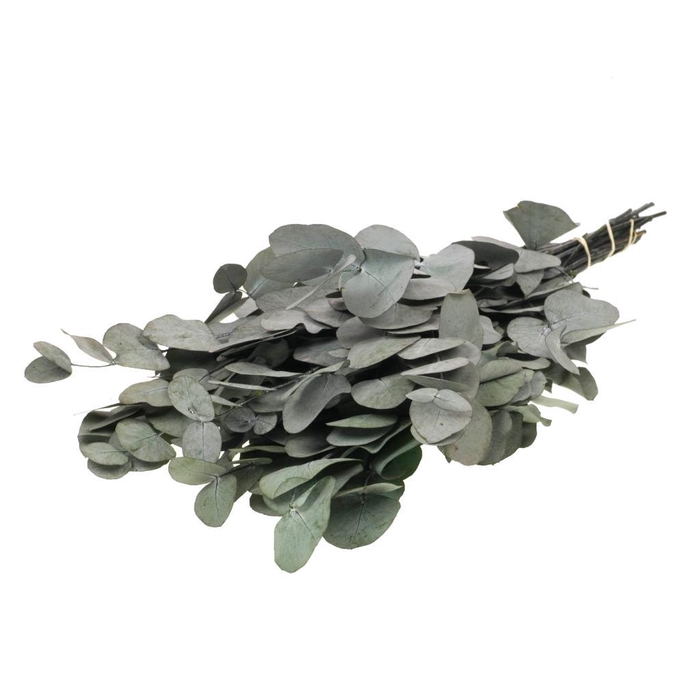 <h4>Eucalyptus Espiral Preserved Moss Green</h4>