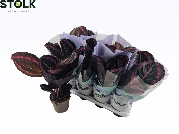 <h4>CALAT ROSEO SURPSTAR</h4>
