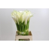 Zantedeschia Eydolls White