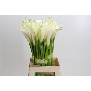 Zantedeschia Eydolls White