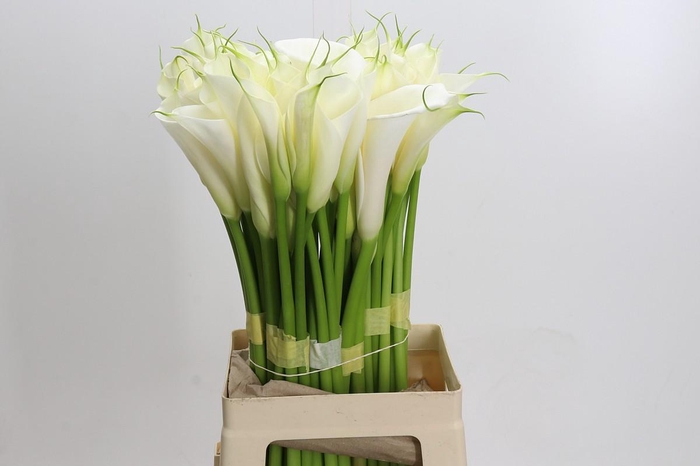 <h4>Zantedeschia Eydolls White</h4>
