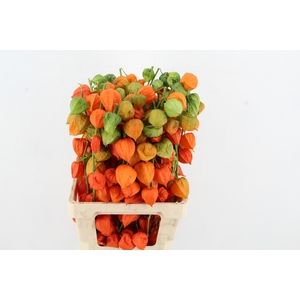 PHYSALIS LAMPION TAK