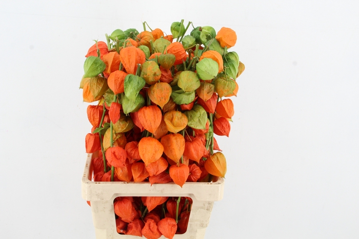 <h4>PHYSALIS LAMPION TAK</h4>