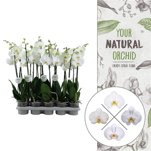 Your Natural Orchid | White 65cm | Phalaenopsis 2 spike