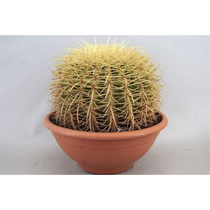 <h4>ECHINOC GRUSONII</h4>