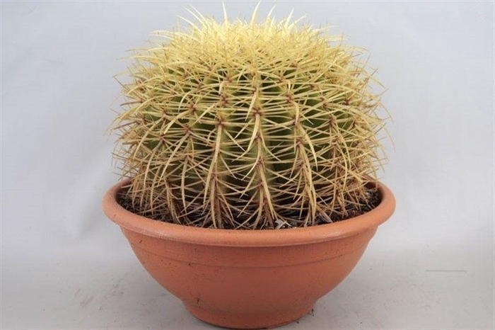 <h4>ECHINOC GRUSONII</h4>
