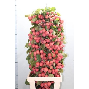 Malus Overig
