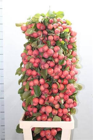 <h4>Malus Overig</h4>
