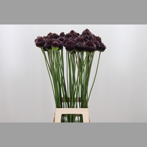 Allium Forelock
