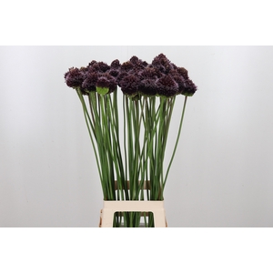 Allium Forelock