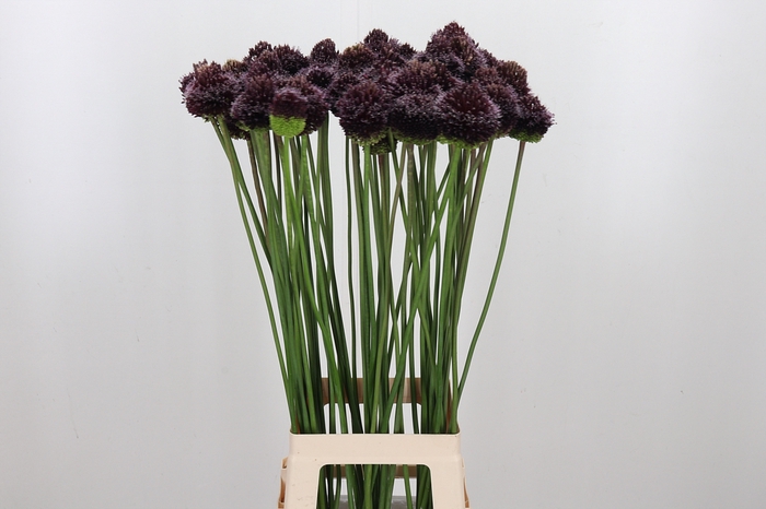 Allium Forelock