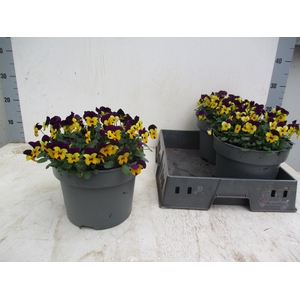 VIO CO TW YELL PUR W