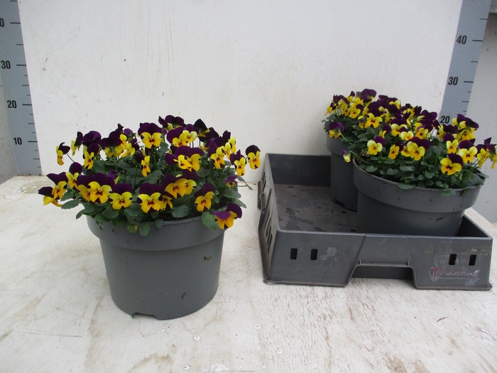 <h4>VIO CO TW YELL PUR W</h4>