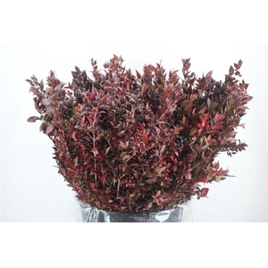 Myrthe Berry Red P Bunch