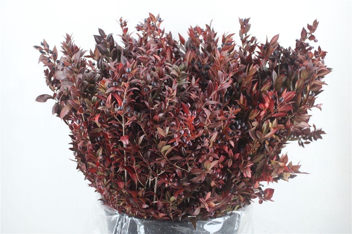 <h4>Myrthe Berry Red P Bunch</h4>