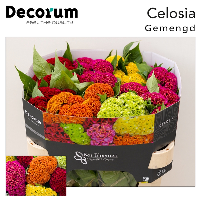 <h4>Celosia Mix In Bucket Bos</h4>