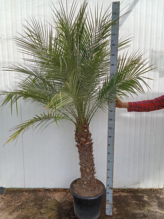 <h4>PHOENIX ROEBELENII</h4>