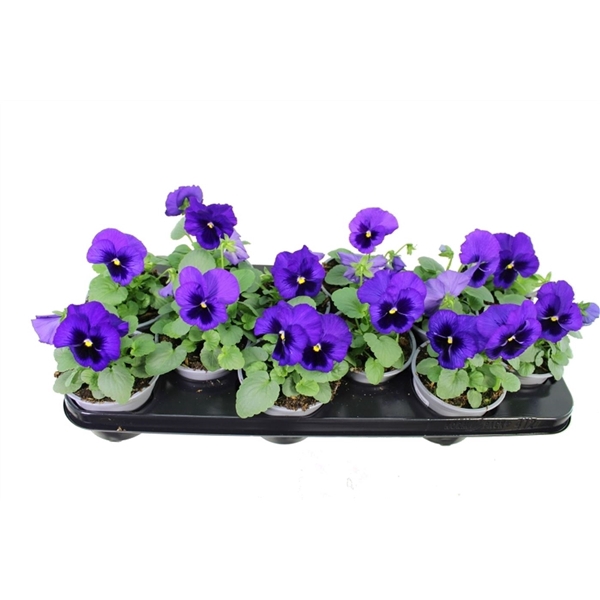 <h4>Viola witt. Delta Blue with Blotch</h4>