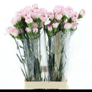 DI ST PASTEL DAMASCU