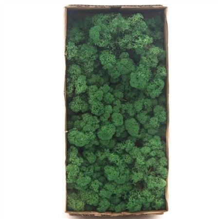 <h4>IJSLANDMOS (REINDEER) GRAS GROEN</h4>