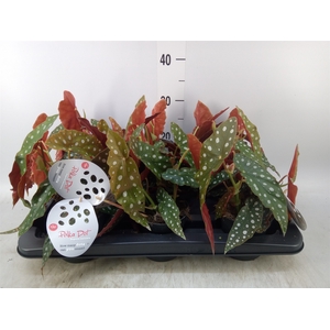 Begonia maculata