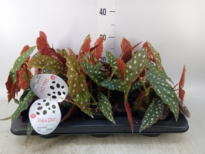 <h4>Begonia maculata</h4>