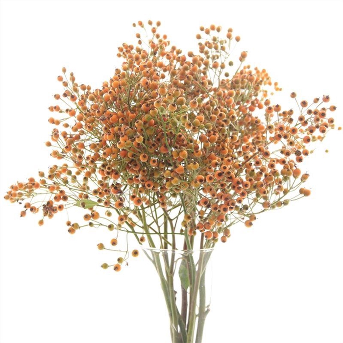 <h4>Rozenbottel Prinsberry Orange</h4>