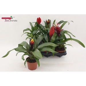 BROMELIA GEM