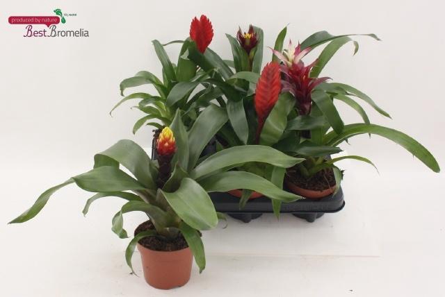 <h4>BROMELIA GEM</h4>