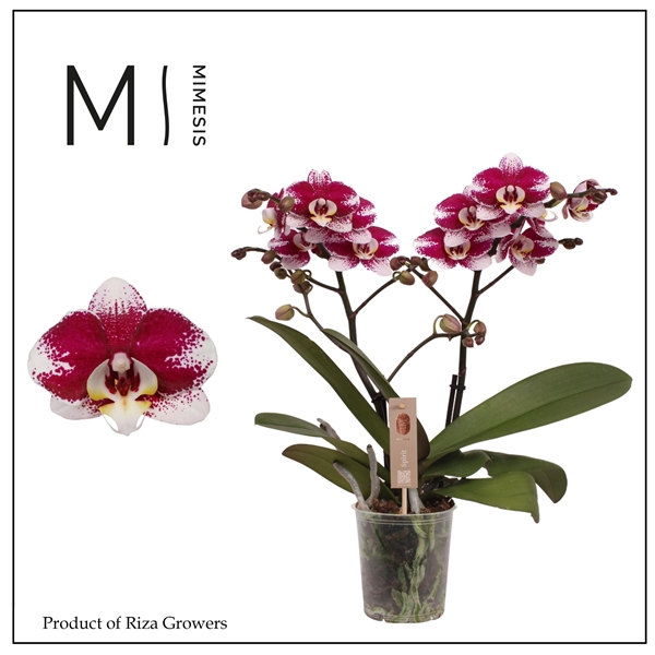 <h4>Mimesis Phal. Spirit Red Special - 2 spike 12cm</h4>