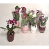 Phal Mini