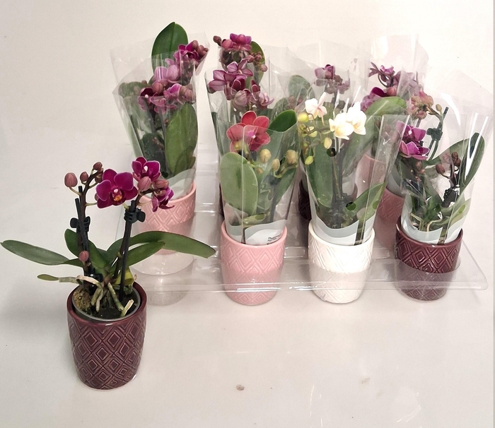 Phal Mini