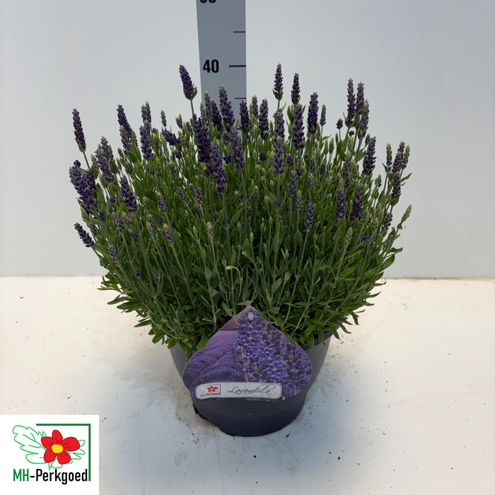<h4>LAVAN AN SPEAR BLUE</h4>
