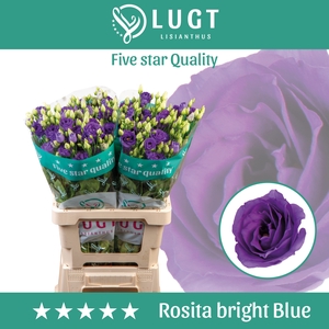 Lisianthus Rosita Bright Blue