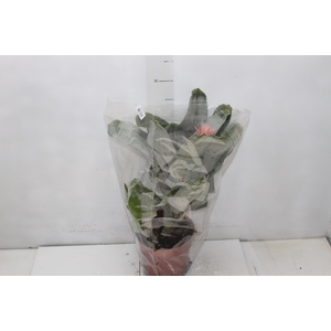AECHMEA FASCIATA P17