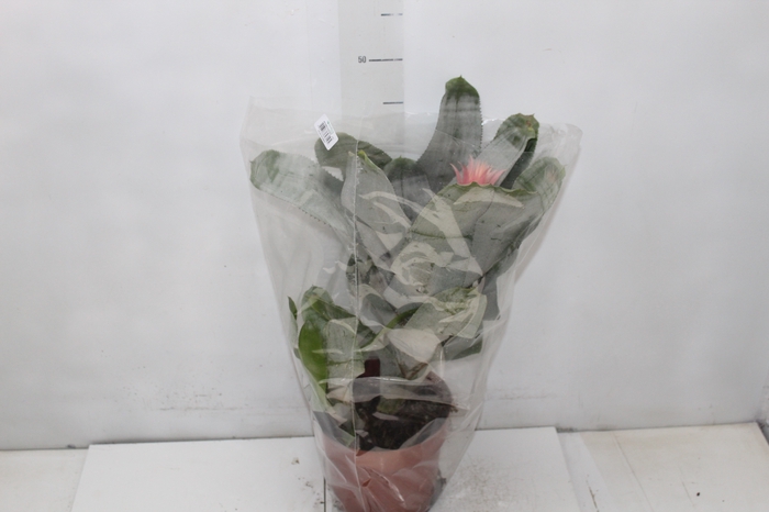 <h4>AECHMEA FASCIATA P17</h4>