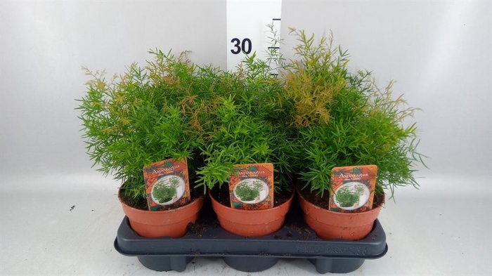<h4>Asparagus dens. 'Cwebe'</h4>