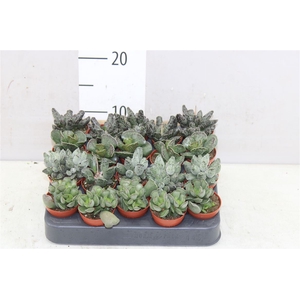 Adromischus Gemengd