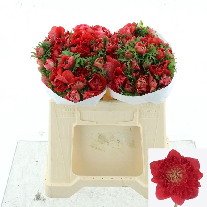 <h4>ANEM CO LEVAN ROSSO</h4>