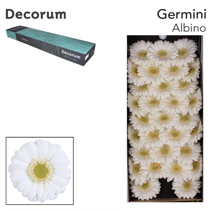 <h4>GE MI ALBINO Doos x60</h4>