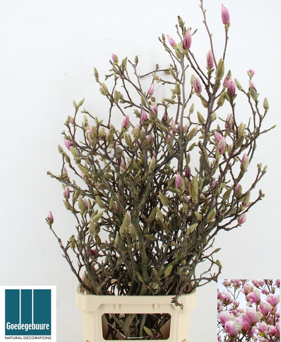 <h4>MAGNOLIA OV</h4>