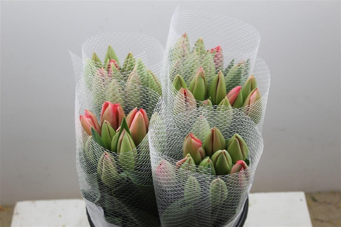 <h4>Tu Fr En Pink Pride</h4>