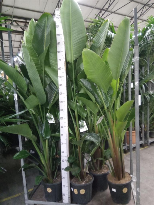 <h4>Strelitzia nicolai</h4>